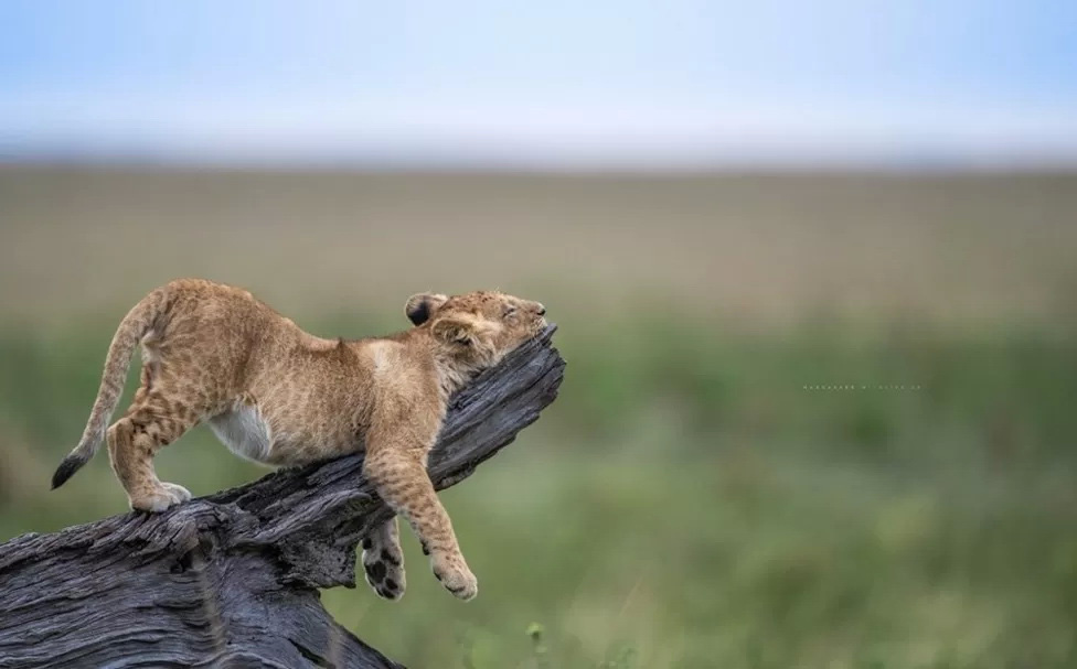 Ảnh được Christian Hargasser chụp vào buổi chiều tối ở Masai Mara, Kenya.