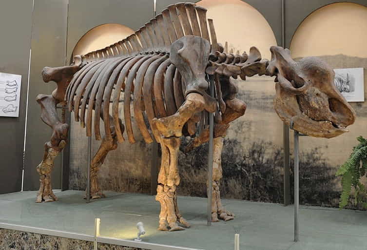 Unveiling the Enigmatic ‘Siberian Unicorn’: Unearthing the Extinct Giant Predating Human Existence