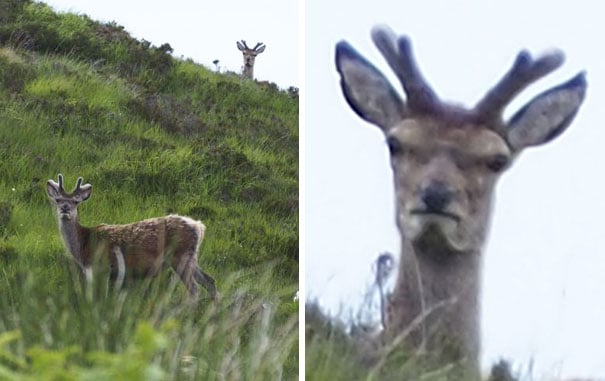 "funny-unphotogenic-animal"