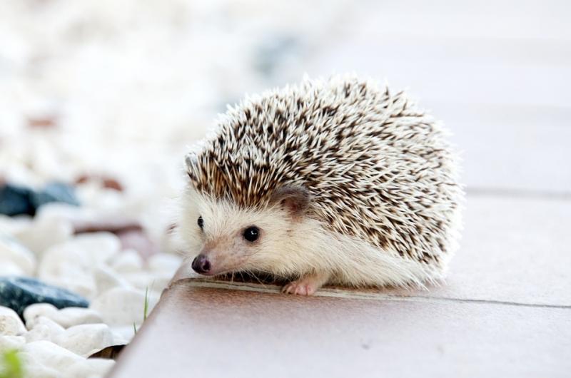 "Hedgehog