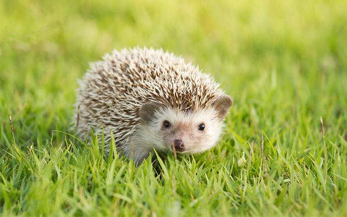 "Hedgehog