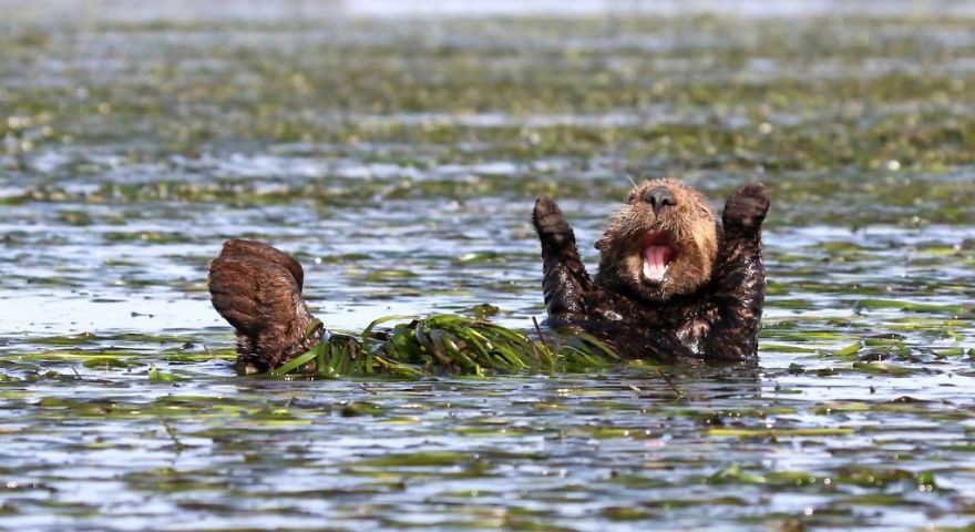 [Ảnh] Những khoảnh khắc hài hước nhất năm của động vật hoang dã trong Comedy Wildlife Photography Awards 2017 - Ảnh 5.