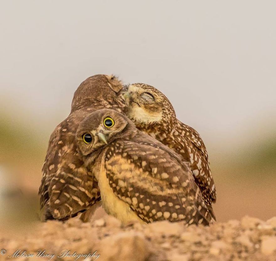 [Ảnh] Những khoảnh khắc hài hước nhất năm của động vật hoang dã trong Comedy Wildlife Photography Awards 2017 - Ảnh 9.