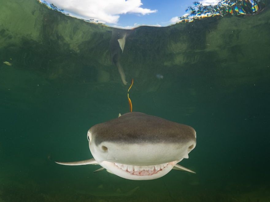 [Ảnh] Những khoảnh khắc hài hước nhất năm của động vật hoang dã trong Comedy Wildlife Photography Awards 2017 - Ảnh 19.