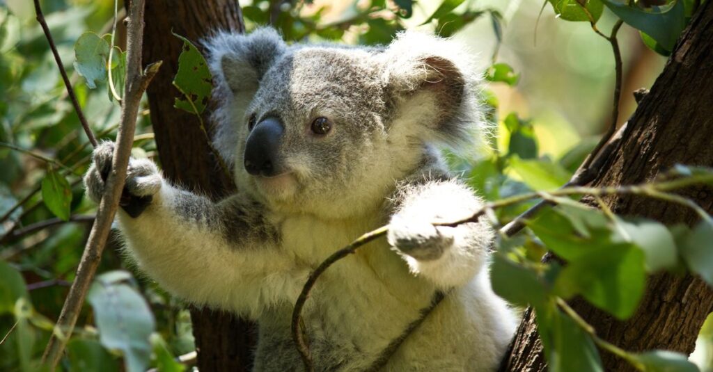 "Koala