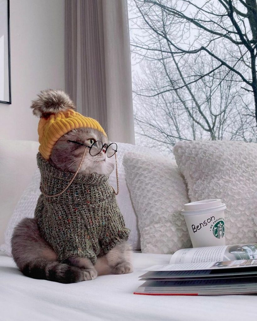 Cat Finds A New Home And Becomes An Instagram Model With Its Cute Outfits