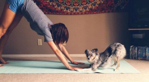 Ảnh động vật tập Yoga ngộ nghĩnh