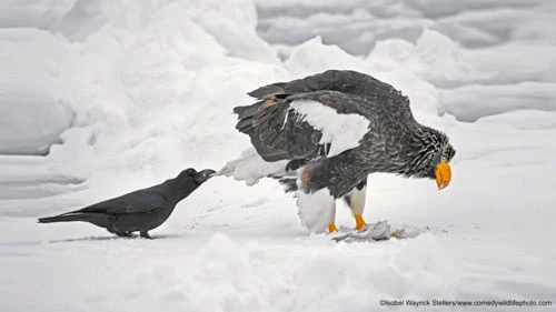 Ảnh: © Isobel Wayrick/The Comedy Wildlife Photography Awards 2018