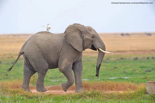 Ảnh: © Adwait Aphale/The Comedy Wildlife Photography Awards 2019