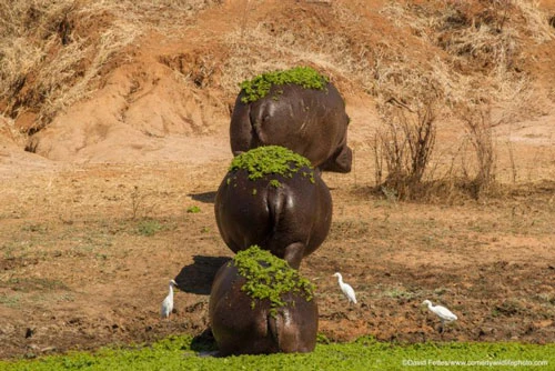 Ảnh: © David Fettes/The Comedy Wildlife Photography Awards 2019