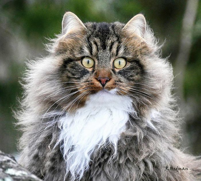 Norwegian-Forest-Cats-Sampy-Hiskias