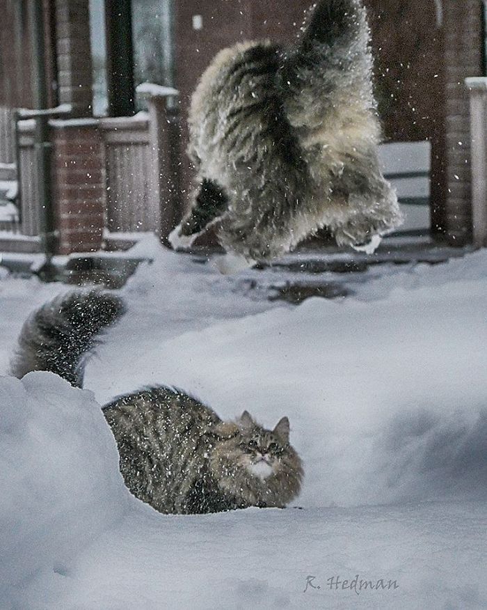 Norwegian-Forest-Cats-Sampy-Hiskias