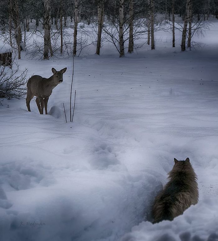 Norwegian-Forest-Cats-Sampy-Hiskias