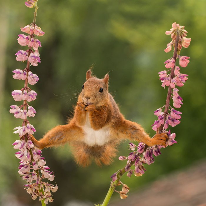 15 khoảnh khắc hài hước nhất năm của động vật hoang dã tại Comedy Wildlife Photography Awards 2018 - Ảnh 1.