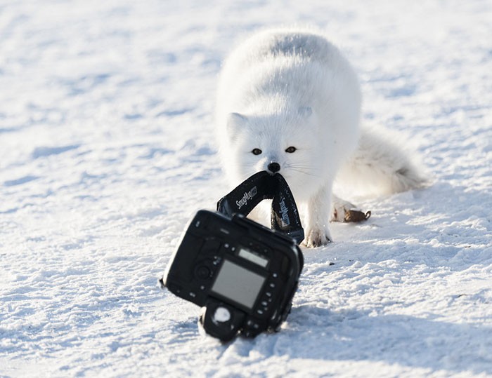 15 khoảnh khắc hài hước nhất năm của động vật hoang dã tại Comedy Wildlife Photography Awards 2018 - Ảnh 4.