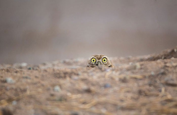 15 khoảnh khắc hài hước nhất năm của động vật hoang dã tại Comedy Wildlife Photography Awards 2018 - Ảnh 5.