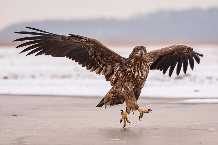 15 khoảnh khắc hài hước nhất năm của động vật hoang dã tại Comedy Wildlife Photography Awards 2018 - Ảnh 6.