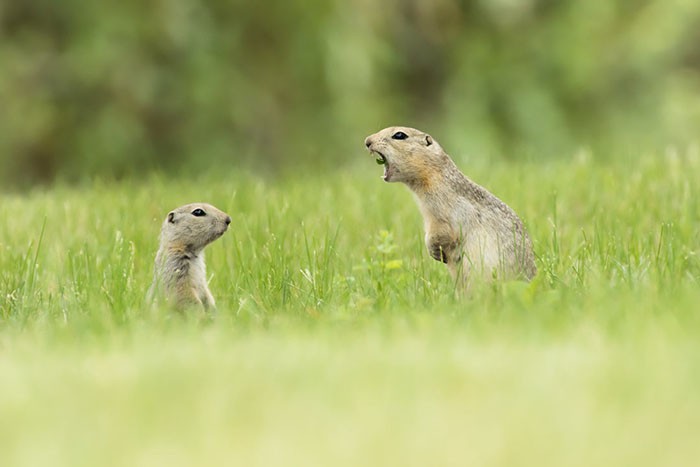 15 khoảnh khắc hài hước nhất năm của động vật hoang dã tại Comedy Wildlife Photography Awards 2018 - Ảnh 8.