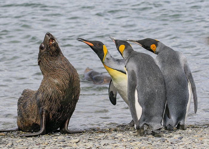 15 khoảnh khắc hài hước nhất năm của động vật hoang dã tại Comedy Wildlife Photography Awards 2018 - Ảnh 10.