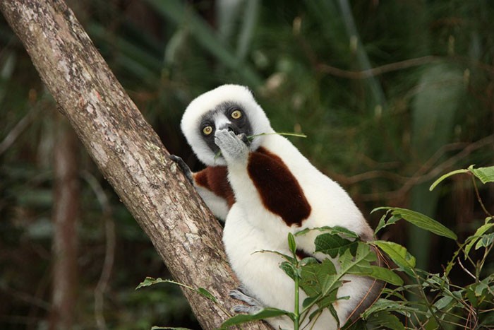 15 khoảnh khắc hài hước nhất năm của động vật hoang dã tại Comedy Wildlife Photography Awards 2018 - Ảnh 11.