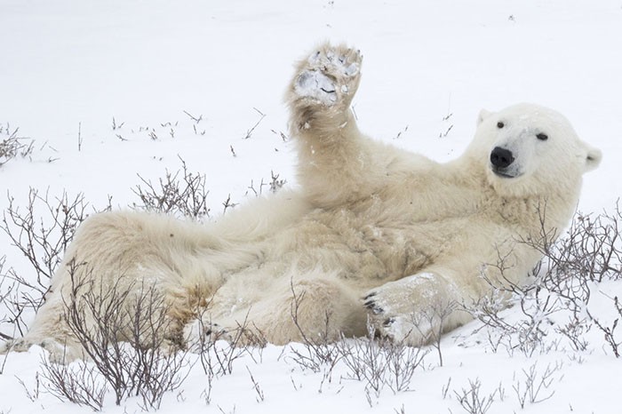 15 khoảnh khắc hài hước nhất năm của động vật hoang dã tại Comedy Wildlife Photography Awards 2018 - Ảnh 12.