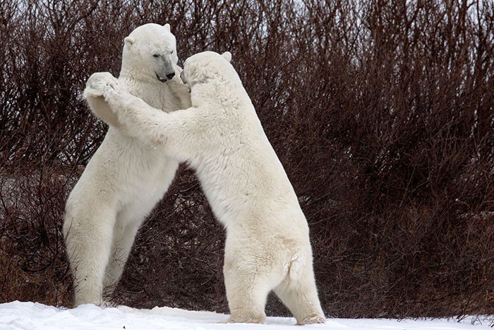 15 khoảnh khắc hài hước nhất năm của động vật hoang dã tại Comedy Wildlife Photography Awards 2018 - Ảnh 13.