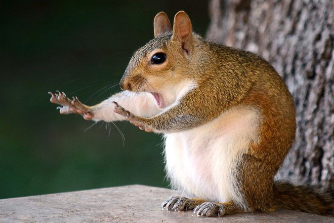 Cười té ghế với 20 khoảnh khắc hài hước của động vật hoang dã tại Comedy Wildlife Photography Awards 2018 - Ảnh 2.