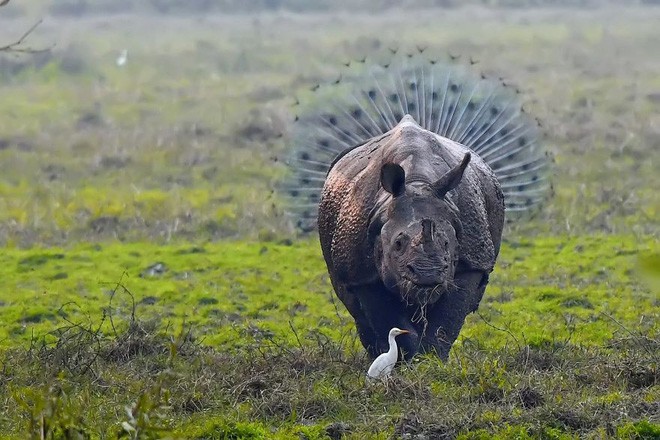 Cười té ghế với 20 khoảnh khắc hài hước của động vật hoang dã tại Comedy Wildlife Photography Awards 2018 - Ảnh 4.