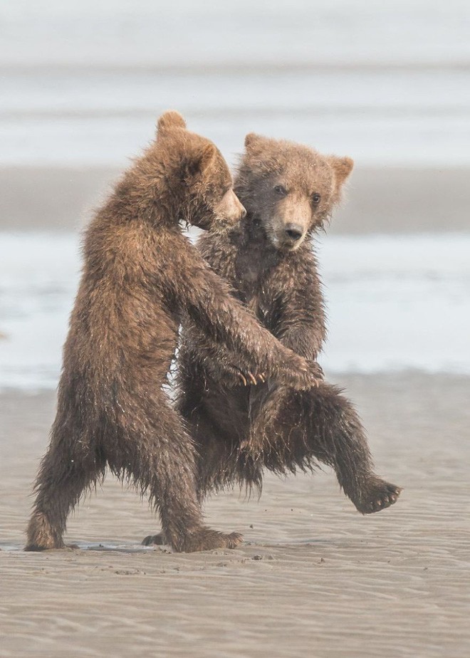 Cười té ghế với 20 khoảnh khắc hài hước của động vật hoang dã tại Comedy Wildlife Photography Awards 2018 - Ảnh 16.