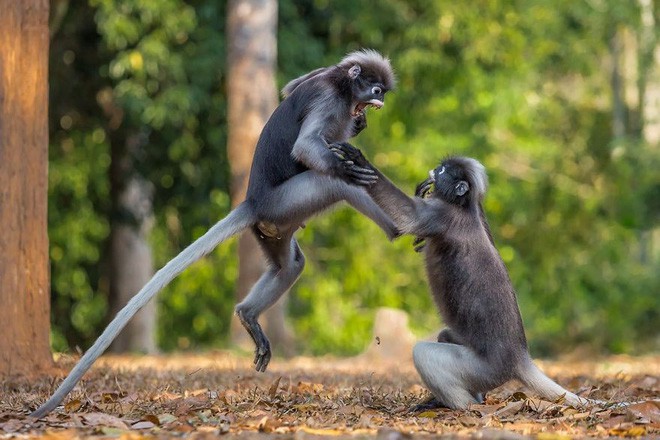 Cười té ghế với 20 khoảnh khắc hài hước của động vật hoang dã tại Comedy Wildlife Photography Awards 2018 - Ảnh 18.