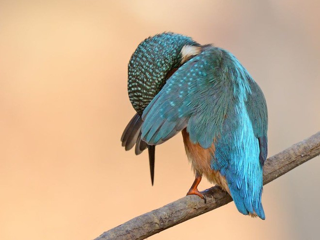 Cười té ghế với 20 khoảnh khắc hài hước của động vật hoang dã tại Comedy Wildlife Photography Awards 2018 - Ảnh 19.