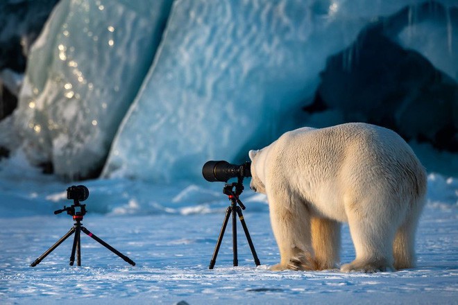 Cười té ghế với 20 khoảnh khắc hài hước của động vật hoang dã tại Comedy Wildlife Photography Awards 2018 - Ảnh 3.