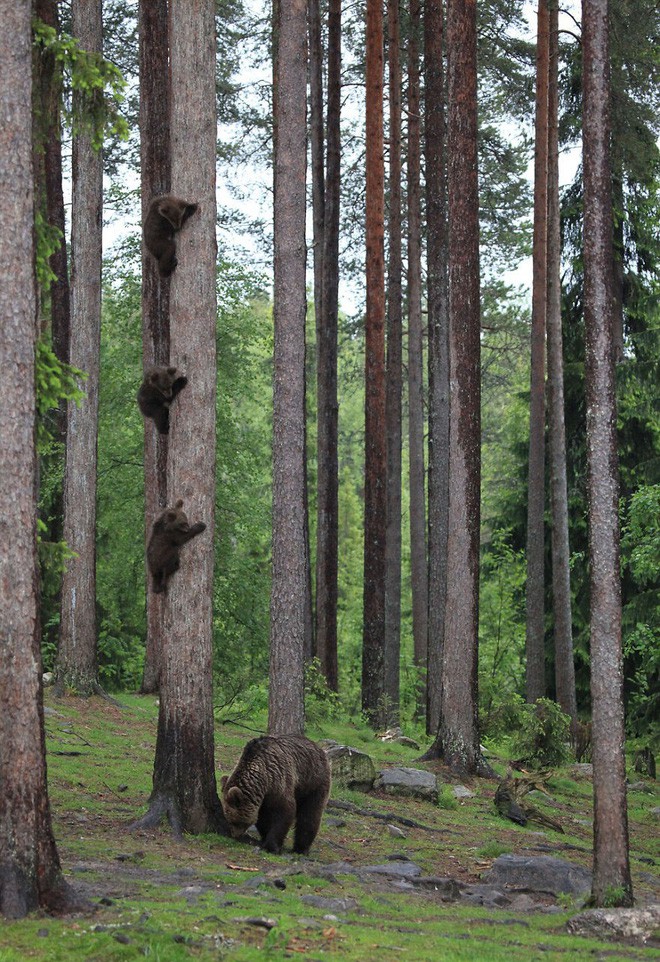 Cười té ghế với 20 khoảnh khắc hài hước của động vật hoang dã tại Comedy Wildlife Photography Awards 2018 - Ảnh 7.