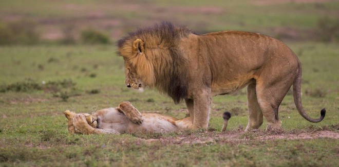 Cười té ghế với 20 khoảnh khắc hài hước của động vật hoang dã tại Comedy Wildlife Photography Awards 2018 - Ảnh 8.