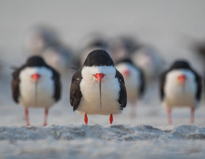 Cười té ghế với 20 khoảnh khắc hài hước của động vật hoang dã tại Comedy Wildlife Photography Awards 2018 - Ảnh 9.