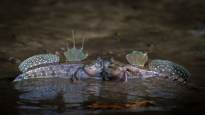 Cười té ghế với 20 khoảnh khắc hài hước của động vật hoang dã tại Comedy Wildlife Photography Awards 2018 - Ảnh 10.