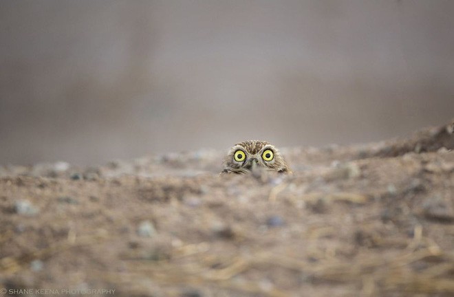 Cười té ghế với 20 khoảnh khắc hài hước của động vật hoang dã tại Comedy Wildlife Photography Awards 2018 - Ảnh 12.