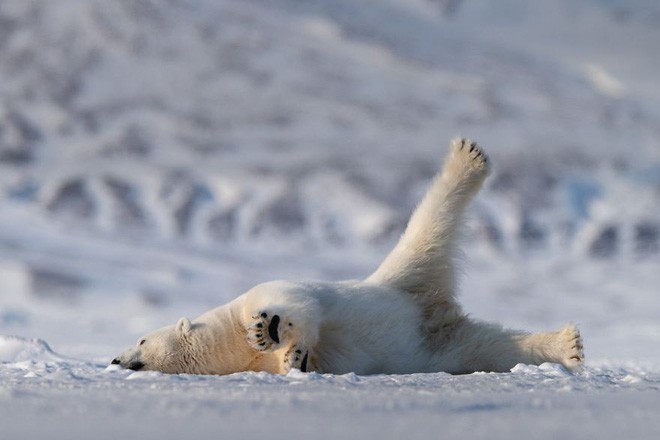 Cười té ghế với 20 khoảnh khắc hài hước của động vật hoang dã tại Comedy Wildlife Photography Awards 2018 - Ảnh 13.