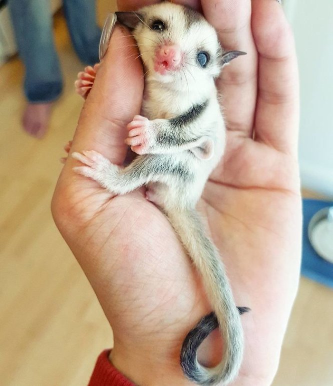 "Sugarglider